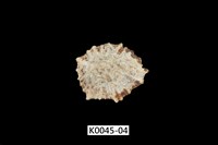 藏品(黑松螺)的圖片